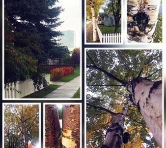 Birch Haven Apartment Анкъридж Екстериор снимка